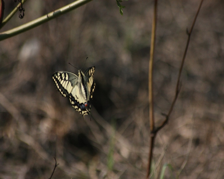 Papilio machaon